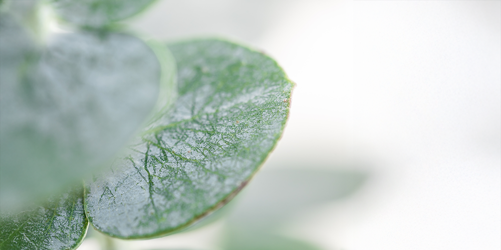 Full Course+ Program: One Visit for Complete Skin Care