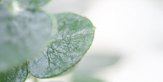 Full Course+ Program: One Visit for Complete Skin Care